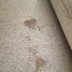 Carpet cleaning
